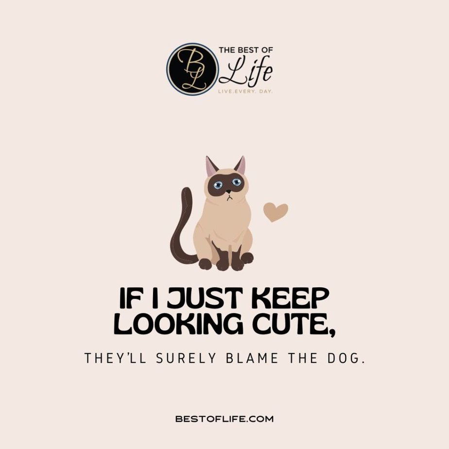 Cute Cat Quotes If I just keep looking cute, they’ll surely blame the dog.