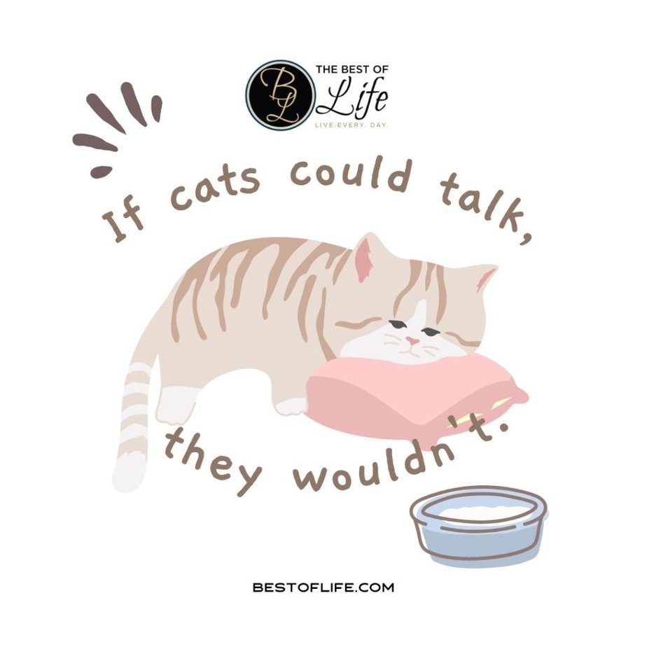 Cute Cat Quotes If cats could talk, they wouldn’t. 