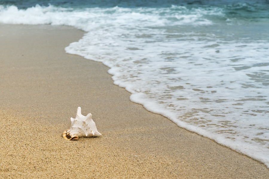 Free Things to Do in Orange County with Kids a Shell on Sand at a Beach