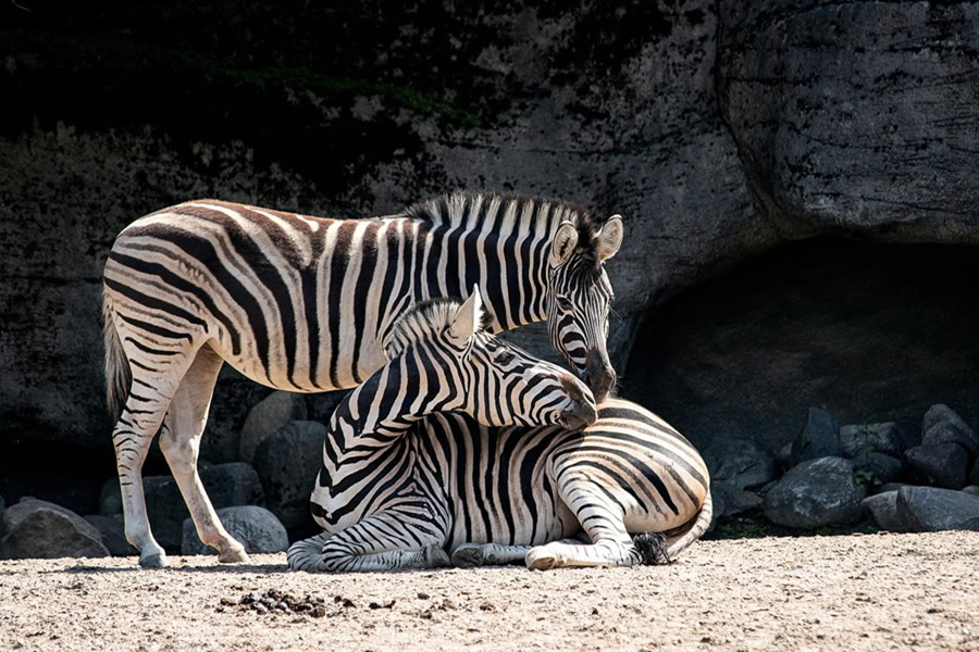 Free Things to do in Denver for Kids Two Zebras in a Zoo