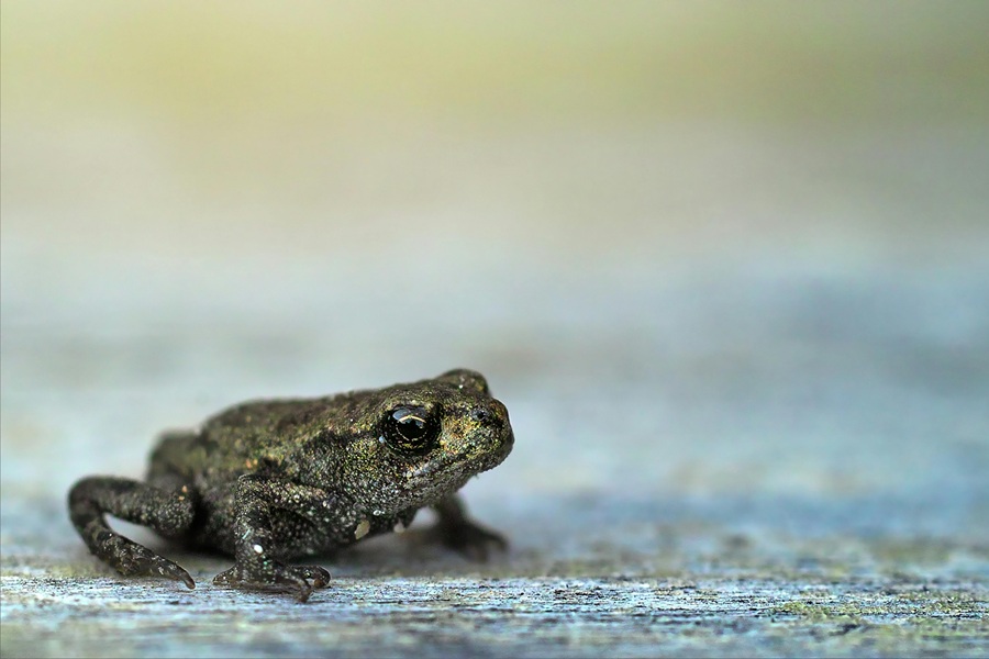 How to Start Your Day Close Up of a Small Frog on Cement