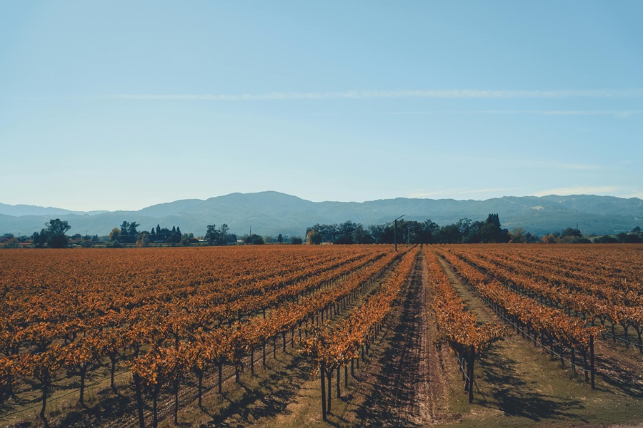 24 Wine Tasting Rooms in Downtown Napa View of a Vineyard During Fall