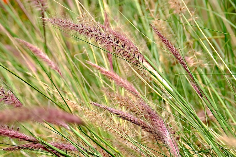 Free Things to do in Orange County Close Up of Plants in a Field