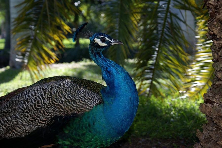Free Things to do in Miami for Couples Close Up of a Peacock Outside