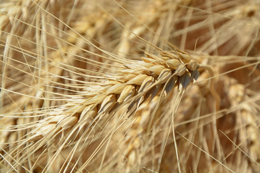 Gluten Free Diet Benefits Close Up of Live Wheat