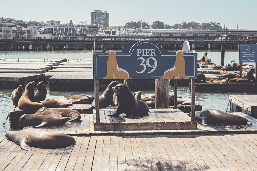 7 Things to See in San Francisco at Night a Pier 39 Sign with Sea Lions