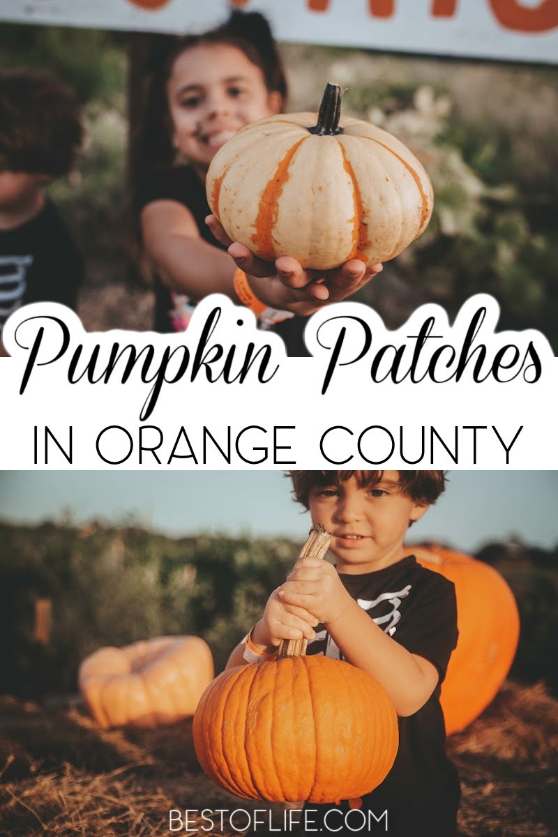 Visit the best pumpkin patches in Orange County for a fun filled day of fall traditions like picking pumpkins, enjoying fall foods, hay rides, and more. Things to do in October in Orange County | October Family Activities | Orange County Pumpkin Patches | Fall Activities | Halloween Activities Orange County | Orange County Halloween | Things to do in Fall #halloween #orangecounty