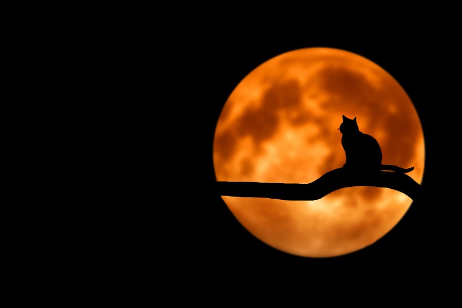 Short Horror Stories Sentences Black Cat Sitting on a Branch with the Moon Behind It