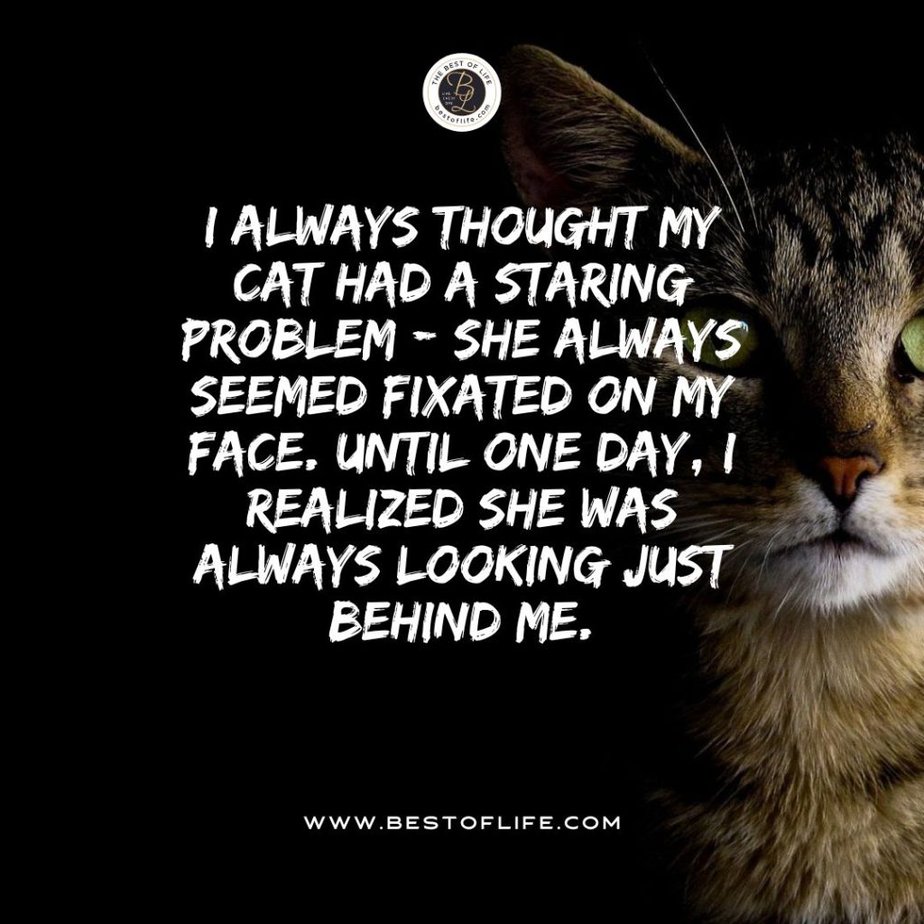 Short Horror Stories Sentences I always thought my cat had a staring problem - she always seemed fixated on my face. Until one day, I realized she was looking just behind me.