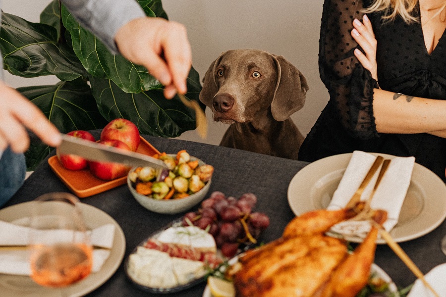 Thankful Quotes for Thanksgiving Close Up of a Dog Watching as a Man Serves Himself Thanksgiving Dinner