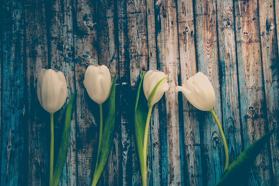 Spring Cakesicles Four Tulips Lined Up on a Wooden Surface