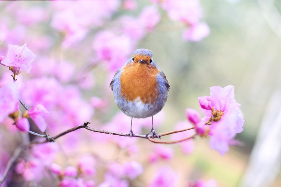 Spring Cakesicles Close Up of a Small Bird on a Small Tree Branch