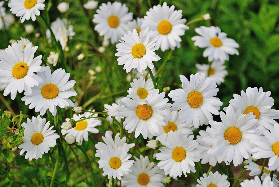 Spring Cakesicles Close Up of Small White Flowers