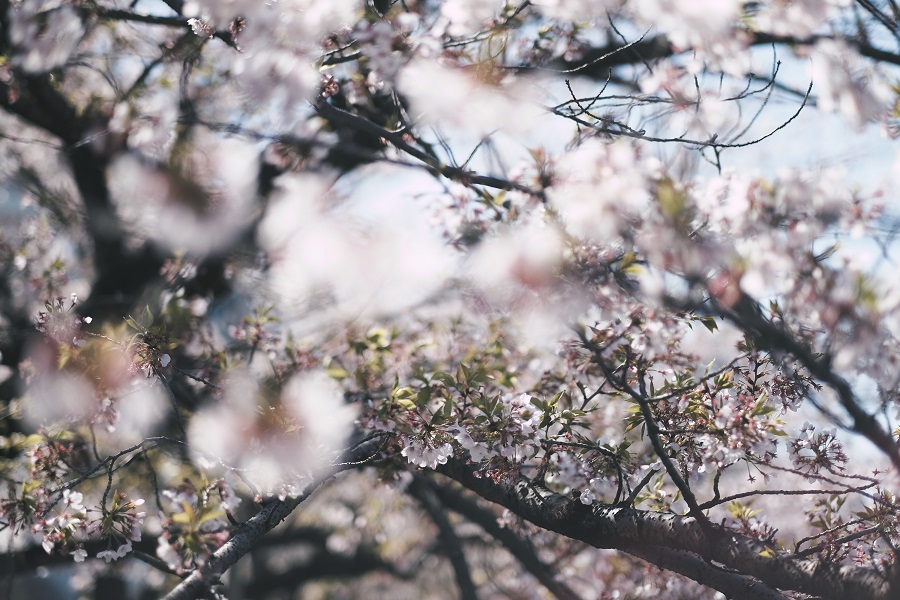 Spring Cakesicles Close Up of a Cherry Blossom Tree