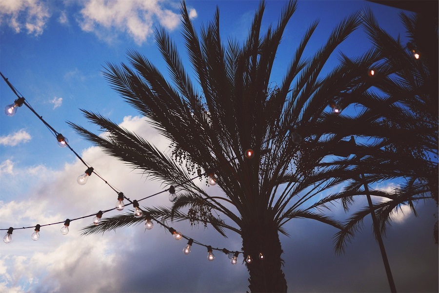 DIY Outdoor Lighting Palm Trees with String Lights Hanging From Them