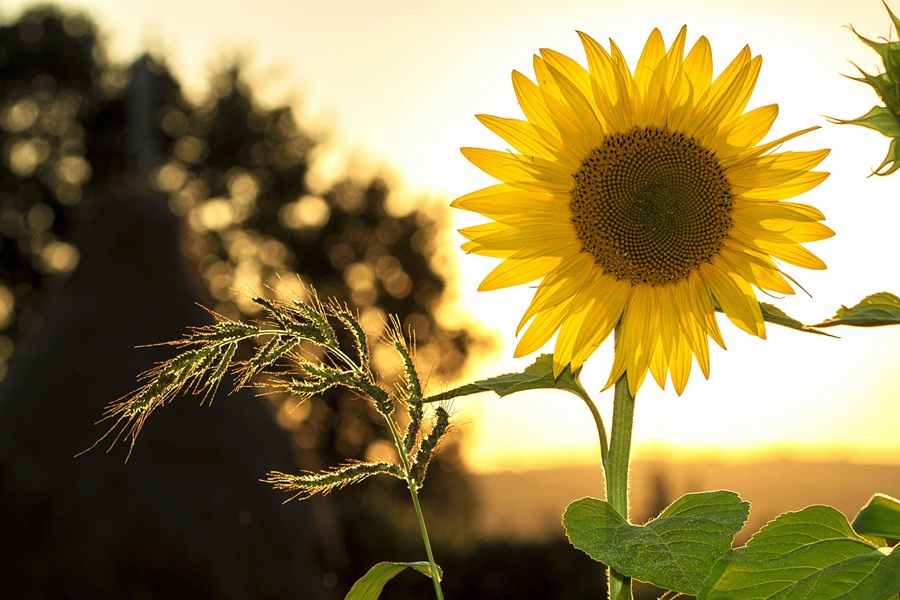 Best Summertime Cupcakes Sunflowers with the Sun Setting Behind Them