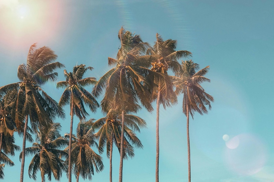 Best Summertime Cupcakes Palm Trees with a Sun Shining Bright Behind Them