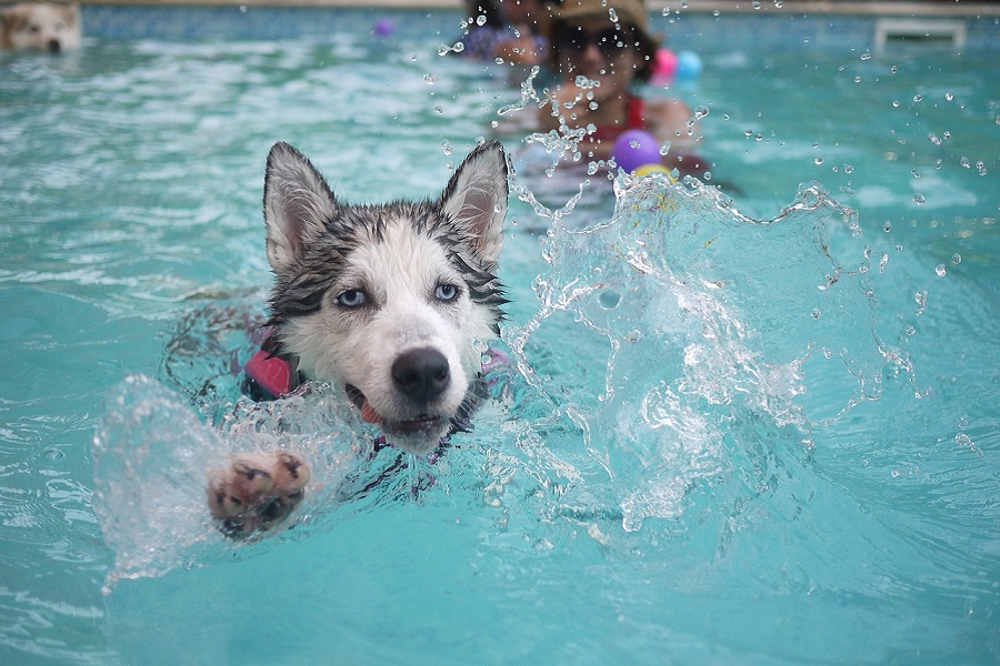 Pool Area Decorating Ideas Close Up of a Black and White Husky Swimming in a Pool