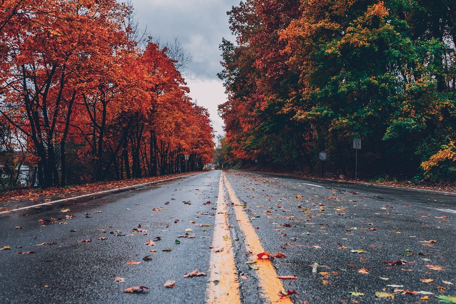 Fall Door Signs a Wet Road Lined with Trees During Fall