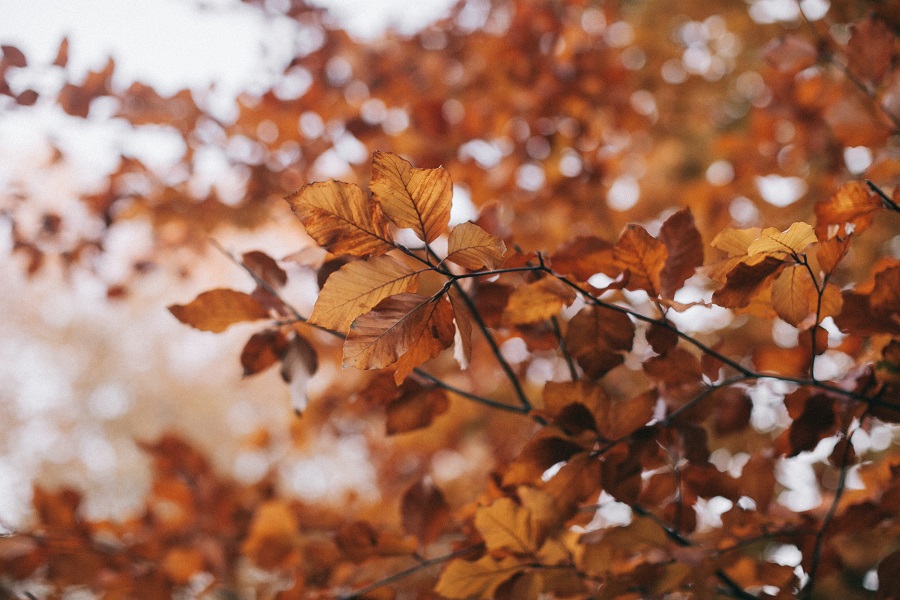 Fall Door Signs Close Up of Leaves on a Tree That Have Turned Brown and Orange