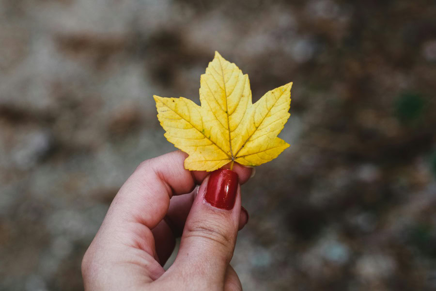 Fall Nails for the Autumn Season a Woman's Finger's Holding a Yellow Leaf with Red Nails