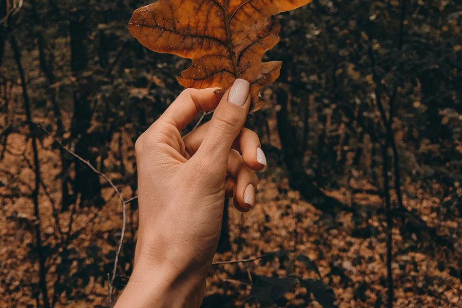 Fall Nails for the Autumn Season Close Up of a Woman's Hand Holding a Leaf with Her Nails in a Nude Color