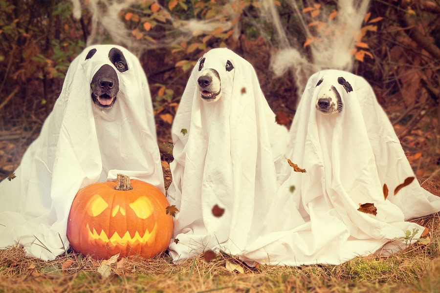 Halloween Crafts for Toddlers Three Dogs in Ghost Costumes with a Pumpkin in Front of Them