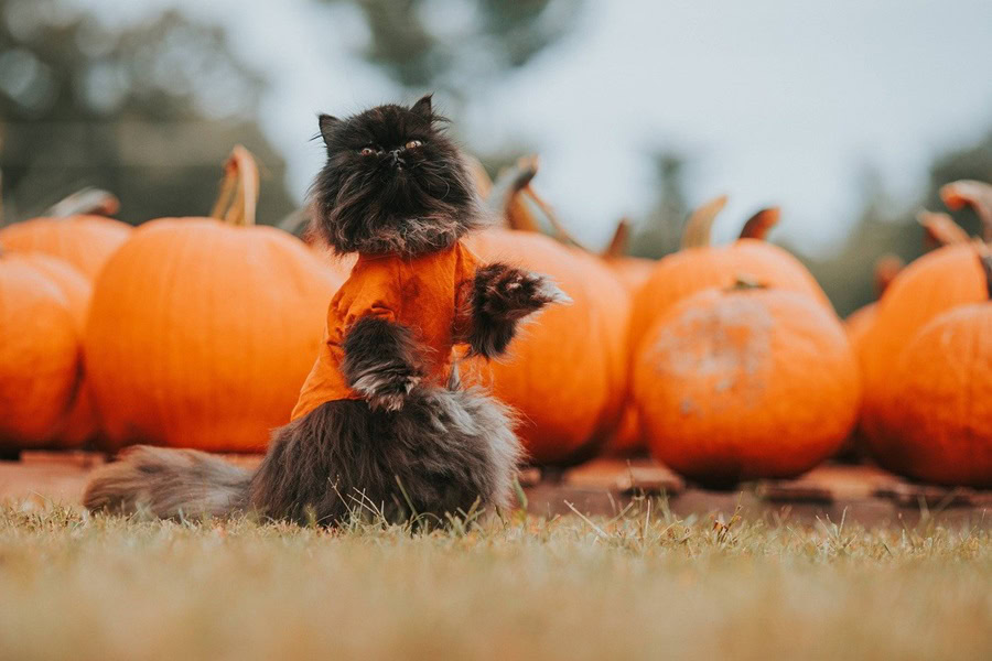 Halloween Crafts for Toddlers a Black Cat in an Orange Shirt Sitting in Front of a Bunch of Pumpkins Outside