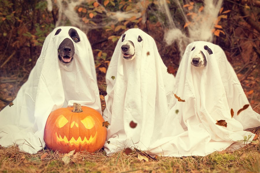 Cut Out Printable Halloween Crafts Three Dogs in Ghost Costumes Next to a Jack O Lantern