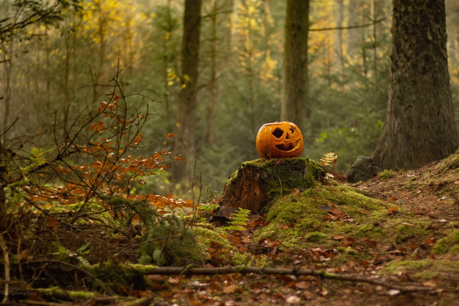 Cut Out Printable Halloween Crafts a Jack O Lantern Sitting on a Tree Stump in a Forrest 