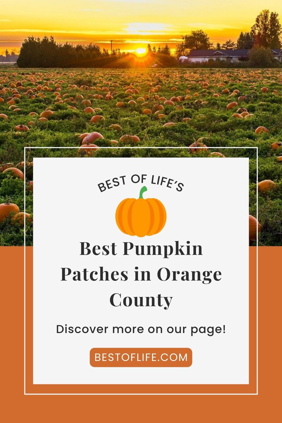 Visit the best pumpkin patches in Orange County for a fun filled day of fall traditions like picking pumpkins, enjoying fall foods, hay rides, and more. Things to do in October in Orange County | October Family Activities | Orange County Pumpkin Patches | Fall Activities | Halloween Activities Orange County | Orange County Halloween | Things to do in Fall via @thebestoflife