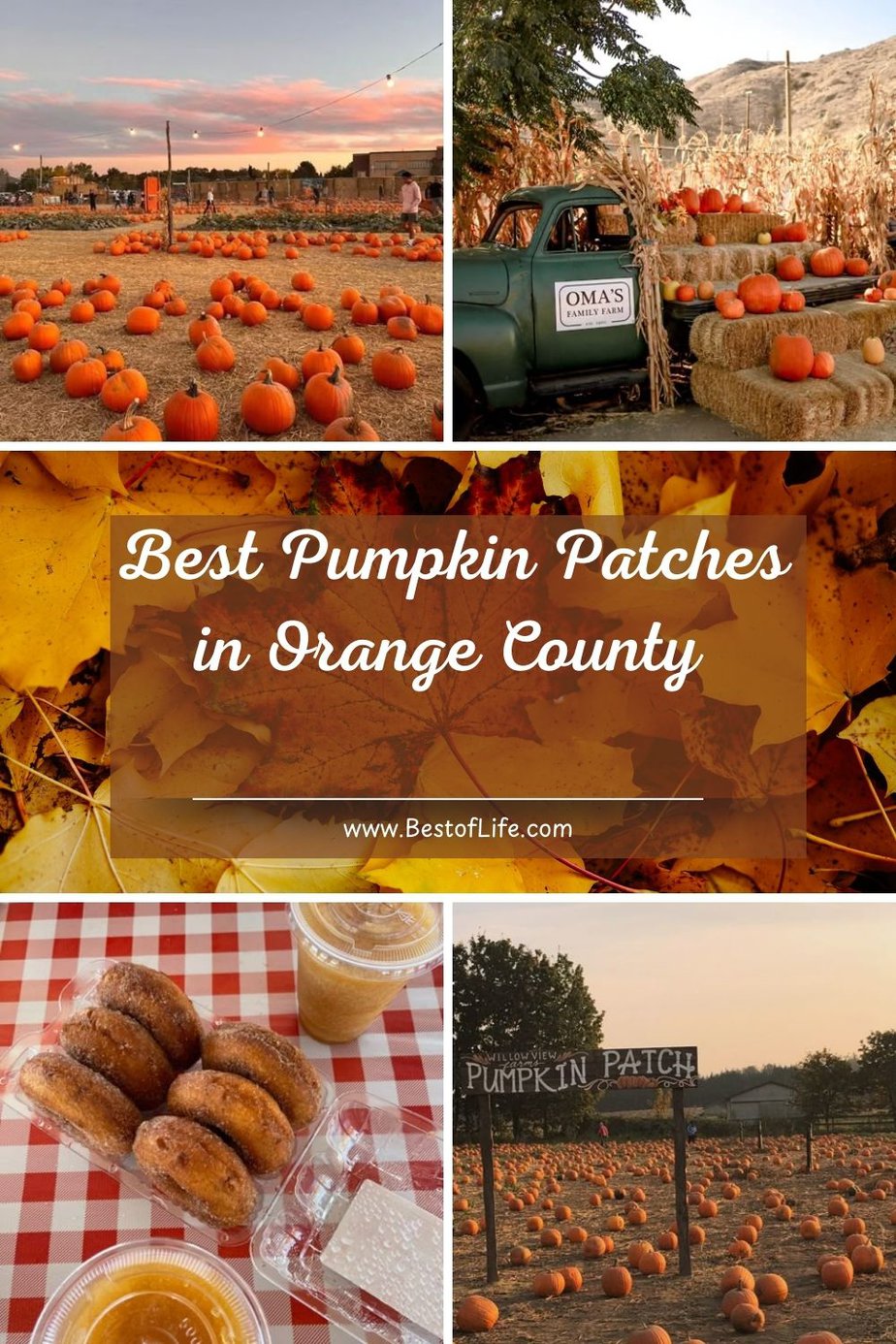 Visit the best pumpkin patches in Orange County for a fun filled day of fall traditions like picking pumpkins, enjoying fall foods, hay rides, and more. Things to do in October in Orange County | October Family Activities | Orange County Pumpkin Patches | Fall Activities | Halloween Activities Orange County | Orange County Halloween | Things to do in Fall via @thebestoflife