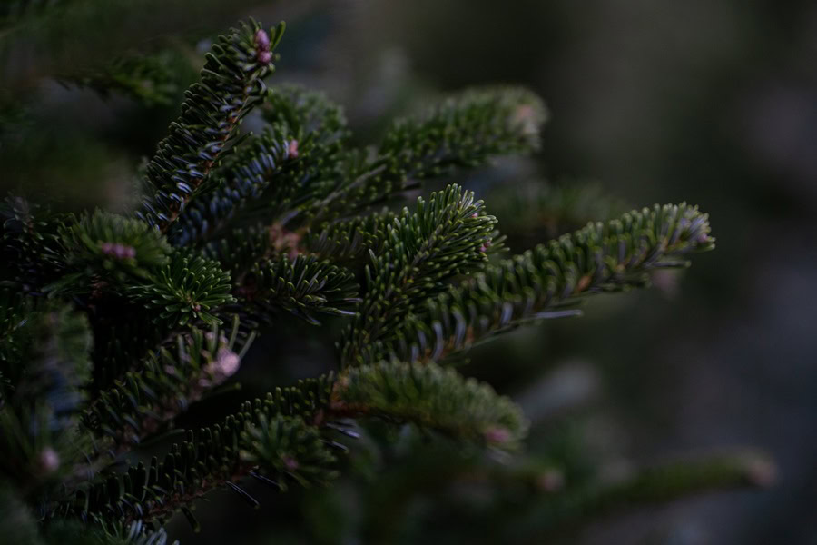 Easy DIY Wine Cork Ornament Close Up of a Pine Tree Branch