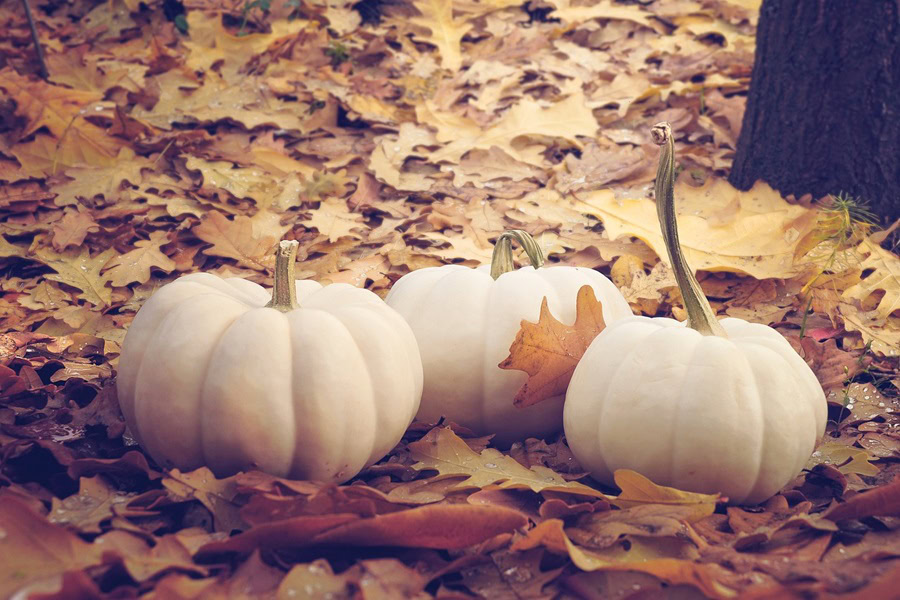 How to Make a Burlap Wreath for Fall Close Up of Three White Pumpkins on Fall Leaves