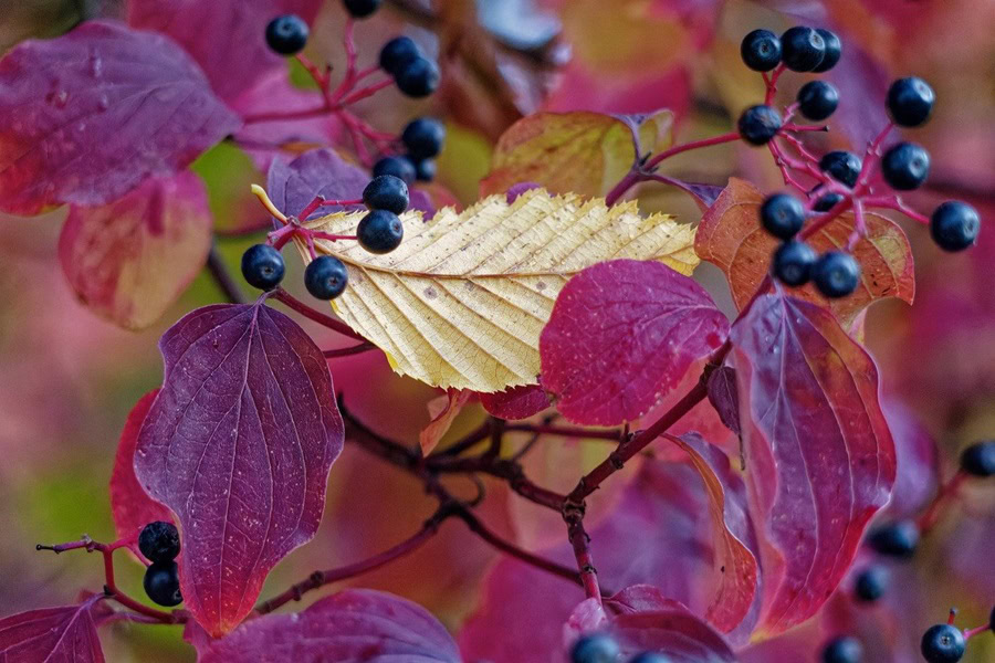 How to Make a Burlap Wreath for Fall Close Up of Fall Leaves on a Tree