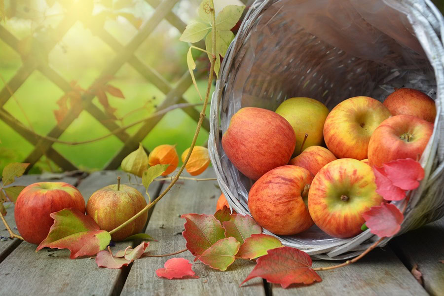 How to Make a Burlap Wreath for Fall a Wooden Barrel of Apples Tipped Over Spilling onto a Wooden Deck