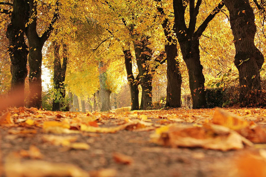 How to Make a Burlap Wreath for Fall A Walking Trail Lined with Trees During Fall