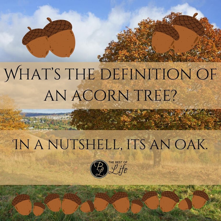 Funny Backpacking Quotes What's the Definition of an acorn tree? In a nutshell, it's an oak.