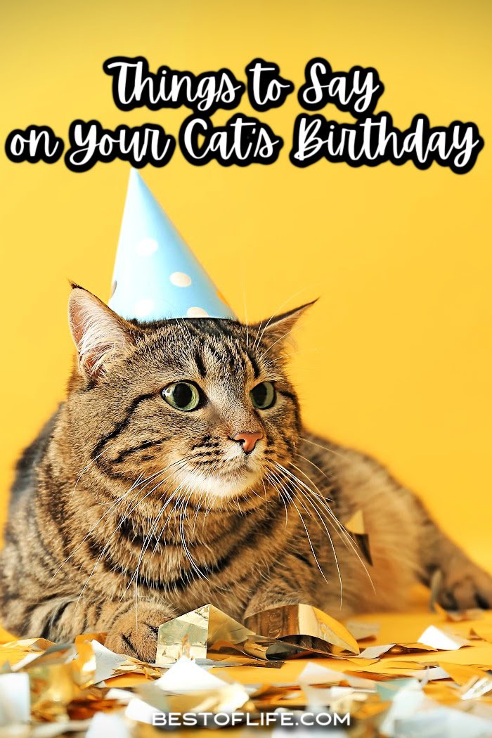 These fun cat quotes for birthdays are perfect for those who love their fur babies! Inspirational Cat Quotes | Funny Cat Quotes | Quotes About Cats | Quotes for Cat Lovers | Cat People Quotes | Birthday Quotes | Birthday Wishes