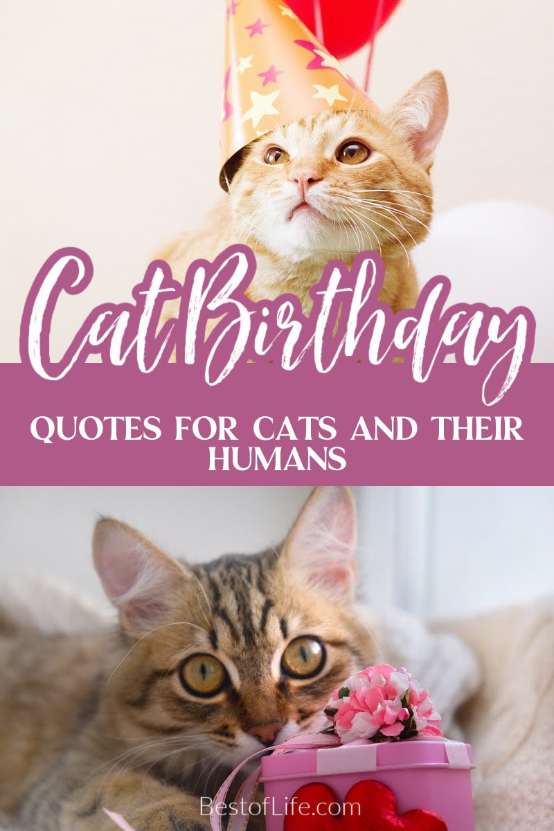 These fun cat quotes for birthdays are perfect for those who love their fur babies! Inspirational Cat Quotes | Funny Cat Quotes | Quotes About Cats | Quotes for Cat Lovers | Cat People Quotes | Birthday Quotes | Birthday Wishes via @thebestoflife