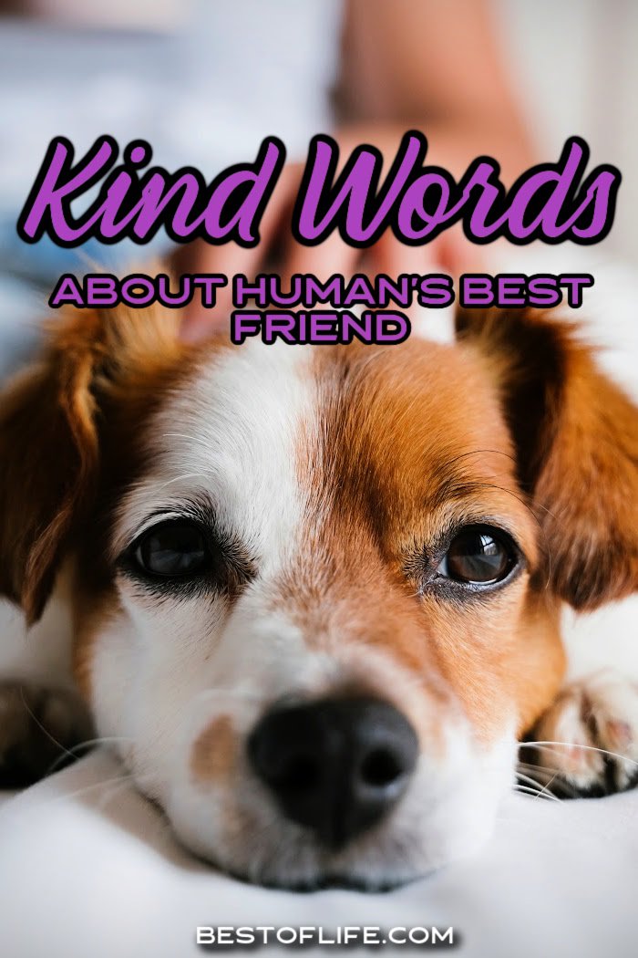 Your dog may not understand you when you share sweet dog quotes about love with them but others around you will know just how much you care. Sentimental Dog Quotes | Quotes About Dog Funny | Quotes About Dogs Sayings | Happy Dog Quotes | Dog Quotes Inspirational | Dog Quotes for Instagram | Dog best Friend Quotes via @thebestoflife