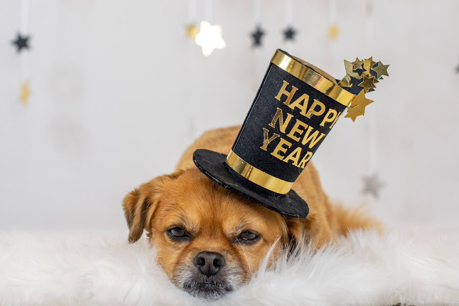 Pitcher Cocktails a Dog Laying Down Wearing a Happy New Year Top Hat