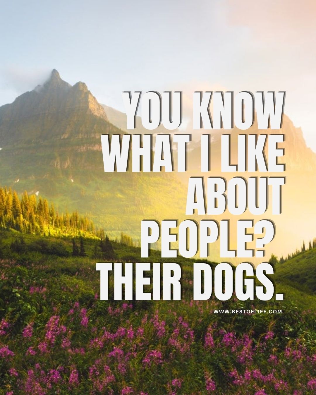 Smartass Quotes You know what I like about people? Their dogs.
