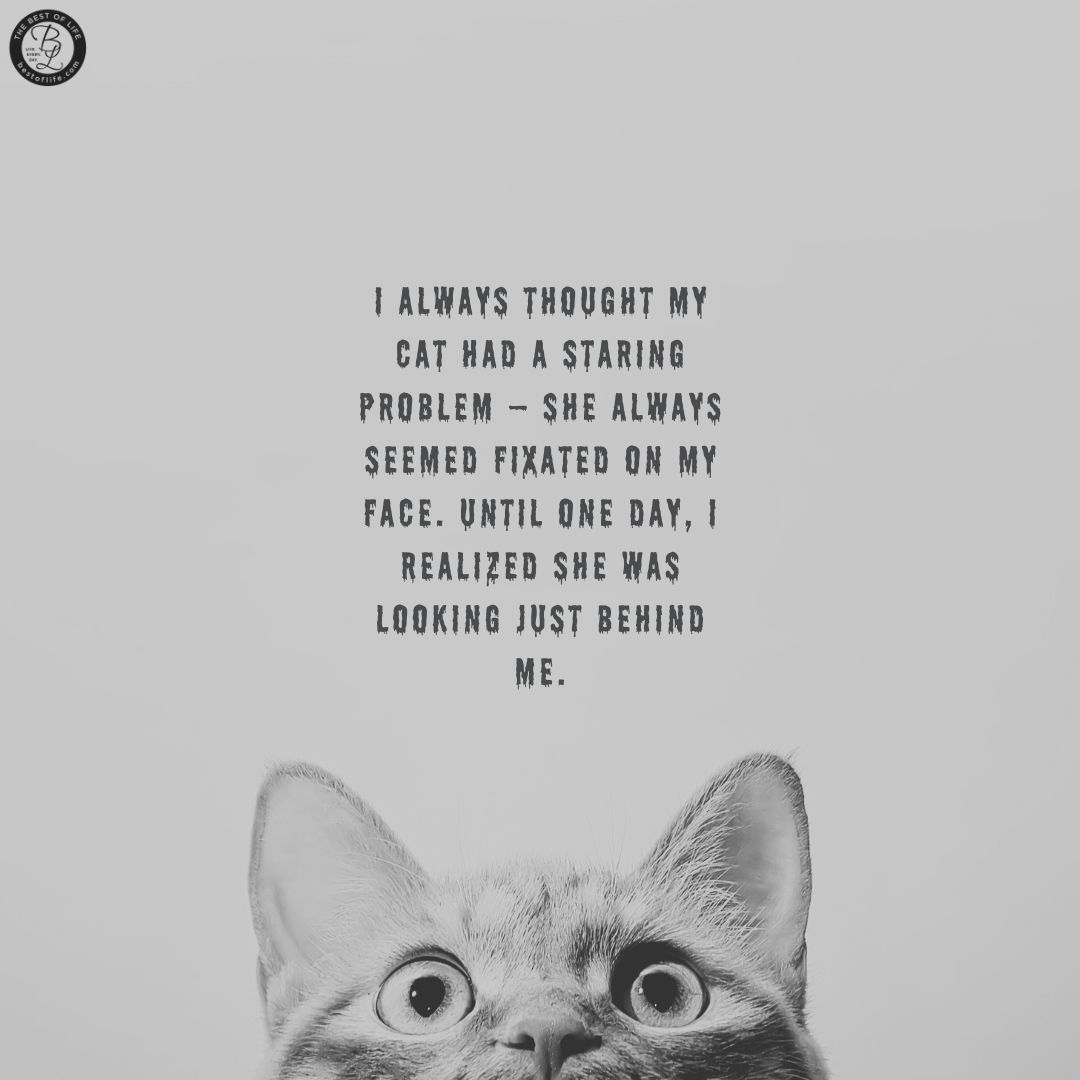 Short Horror Stories Sentences I always thought my cat had a staring problem - she always seemed fixated on my face. Until one day, I realized she was looking just behind me.